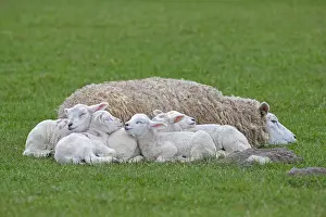 Lamb: Domestic sheep ewe with five white lambs sleepin