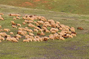 Alentejo: Domestic Sheep - flock feeding in meadow Alentejo