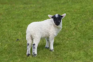 Ammon: Domestic sheep lamb