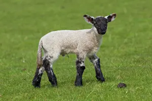 Ammon: Domestic sheep lamb