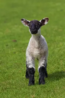 Ammon: Domestic sheep lamb