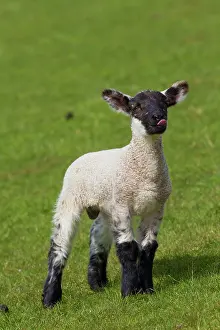 Ammon: Domestic sheep lamb
