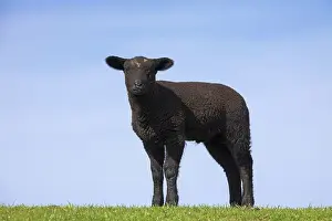 Lambs: Domestic Sheep lamb