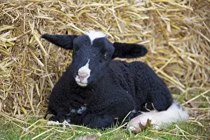 Lambs: Domestic Sheep lamb