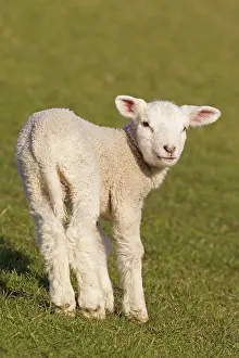 Lambs: Domestic Sheep lamb
