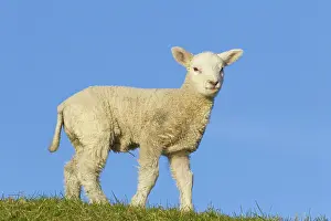 Lambs: Domestic Sheep lamb