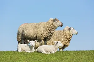 Lamb: Domestic Sheep with lamb