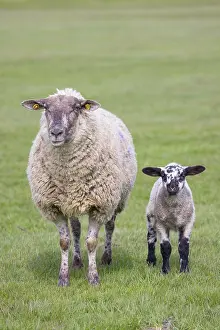 Lamb: Domestic Sheep with lamb