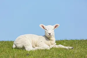 Lamb: Domestic Sheep lamb