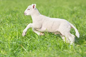 Lamb: Domestic Sheep lamb