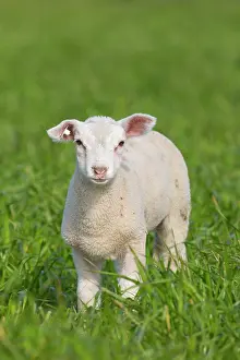 Lamb: Domestic Sheep lamb