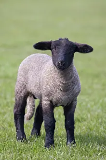 Lamb: Domestic Sheep lamb