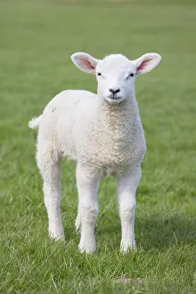 Lamb: Domestic Sheep lamb