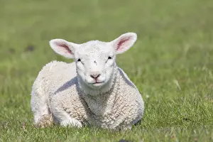 Lamb: Domestic Sheep lamb