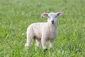 Lamb: Domestic Sheep lamb