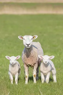 Lamb: Domestic Sheep with lamb