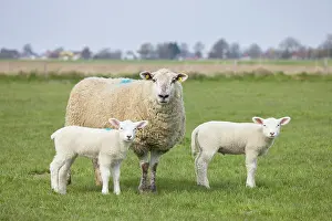 Lamb: Domestic Sheep with lamb