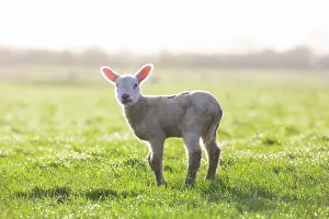 Lamb: Domestic sheep lamb