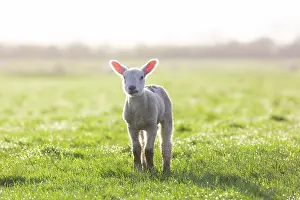 Lamb: Domestic sheep lamb