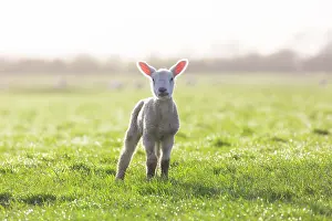Lamb: Domestic sheep lamb