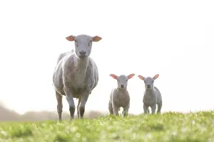 Lamb: Domestic sheep with lamb