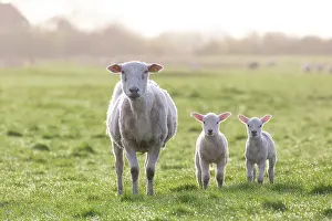 Lamb: Domestic sheep with lamb