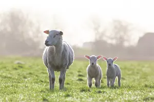 Lamb: Domestic sheep with lamb