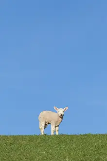 Aries: Domestic Sheep - lamb on a meadow in spring - Germany