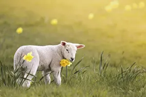 Amaryllidaceae: Domestic sheep, lamb and yellow daffodils on the