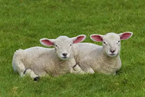 Ammon: Domestic sheep lambs