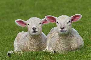 Ammon: Domestic sheep lambs