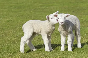 Lambs: Domestic Sheep lambs