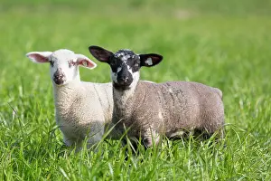 Lamb: Domestic Sheep lambs