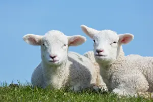 Lamb: Domestic Sheep lambs