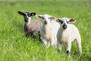Lamb: Domestic Sheep lambs