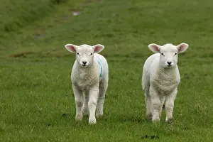 Flood: Domestic sheep, lambs on the dike, Nordstrand, Schleswig-Hol