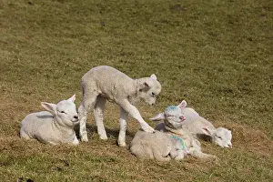 Lambs: Domestic sheep, lambs, Hallig Hooge, North Frisian
