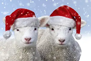 Newno1: Domestic Sheep, lambs wearing Christmas hat in winter snow