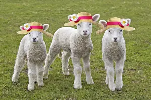 Bonnets: Domestic Sheep, lambs wearing Easter Bonnets / straw hats
