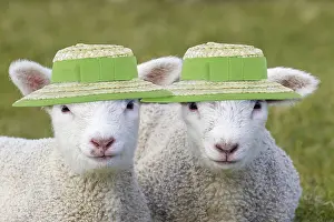 Bonnets: Domestic Sheep, lambs wearing straw hats, Easter bonnets