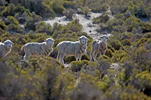 Merino: Domestic Sheep - Merino
