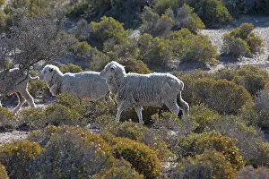 Merino: Domestic Sheep - Merino