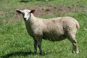 Ammon: Sheep