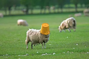 Bucket: Domestic Sheep (Ovis aries), adult, with feed bucket
