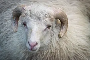 Faroe: Domestic sheep (Ovis aries), animal portrait, Faroe