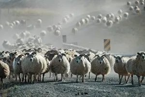 Driven: Domestic sheep (Ovis aries), herd is driven from