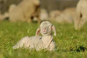 Relax: Domestic sheep (Ovis aries), lamb on pasture, Germany