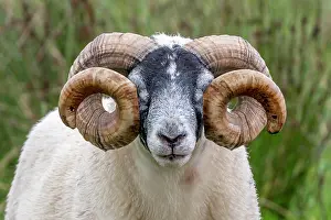 Skye: Domestic sheep (Ovis aries) in a meadow, Isle of