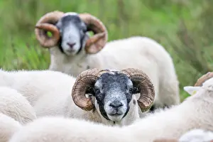 Skye: Domestic sheep (Ovis aries) in a meadow, Isle of