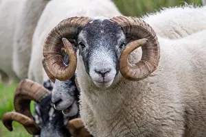 Skye: Domestic sheep (Ovis aries) in a meadow, Isle of